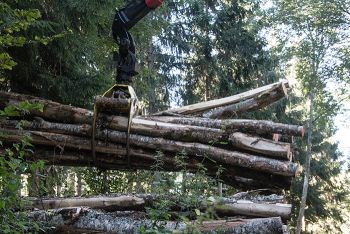 Holz Steiner - Buchen Stammholz frei Hof