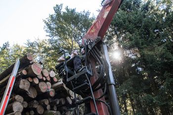 Buchen Stammholz 4-5m in top Qualität